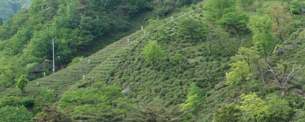 Hadong tea fields