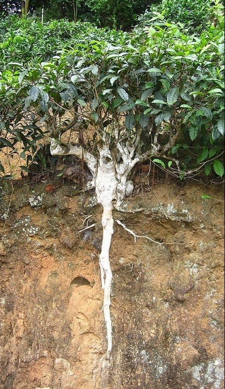 tea bush root